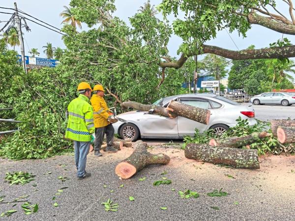 Disaster strikes: Volunteers reducing a fallen tree into logs with chainsaws after it fell on a parked car in Butterworth.